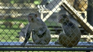 majmunet makake
