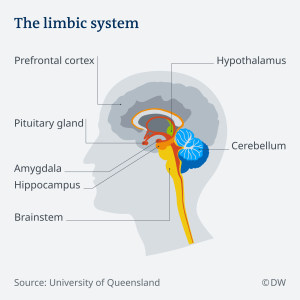 Sistemi limbik