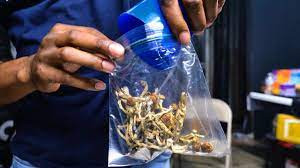 A vendor bags psilocybin mushrooms at a pop-up cannabis market in Los Angeles on May 24, 2019